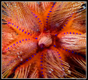 urchin by Dray Van Beeck 